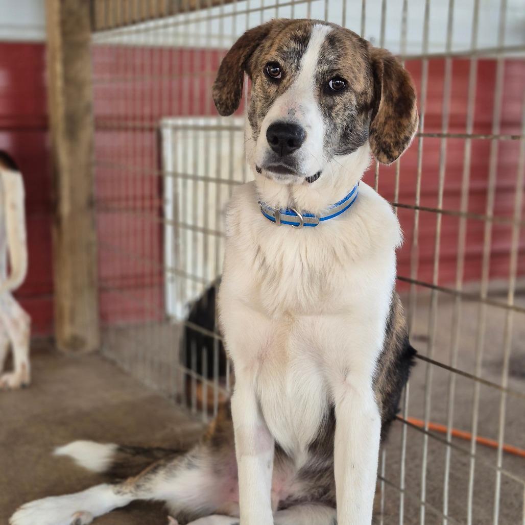 Polo, Adoptable, Young Male Great Pyrenees & Treeing Walker Coonhound.