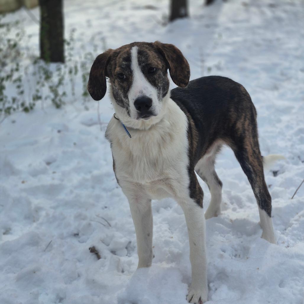 Enlarge Polo, a Adoptable Plott Hound in Chesapeake, VA image 3/4