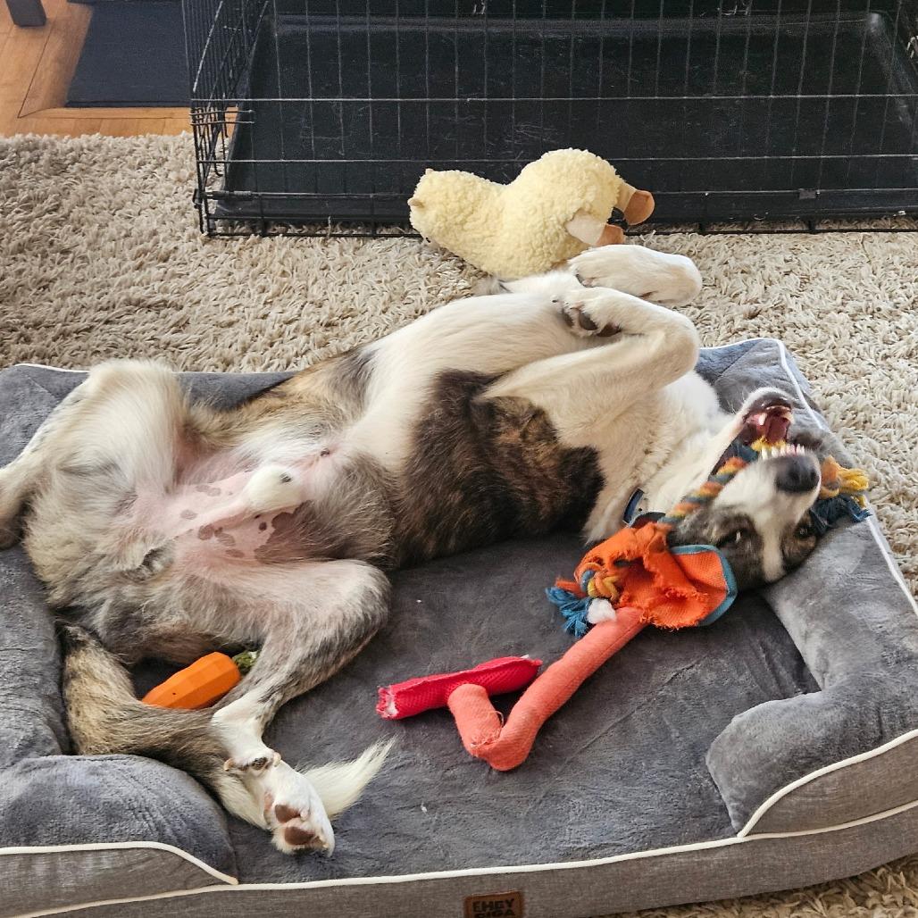 Polo, a Adoptable mixed breed in Chesapeake, VA image 3/6