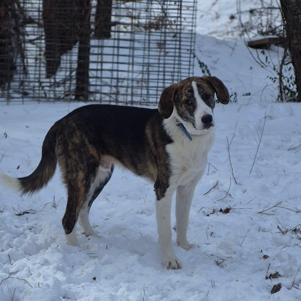 Enlarge Polo, a Adoptable Plott Hound in Chesapeake, VA image 4/4