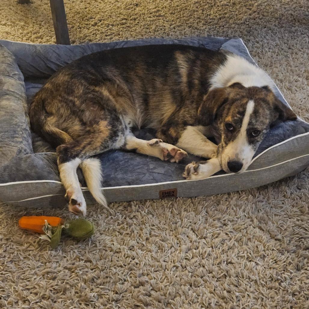 Polo, a Adoptable mixed breed in Chesapeake, VA image 6/6