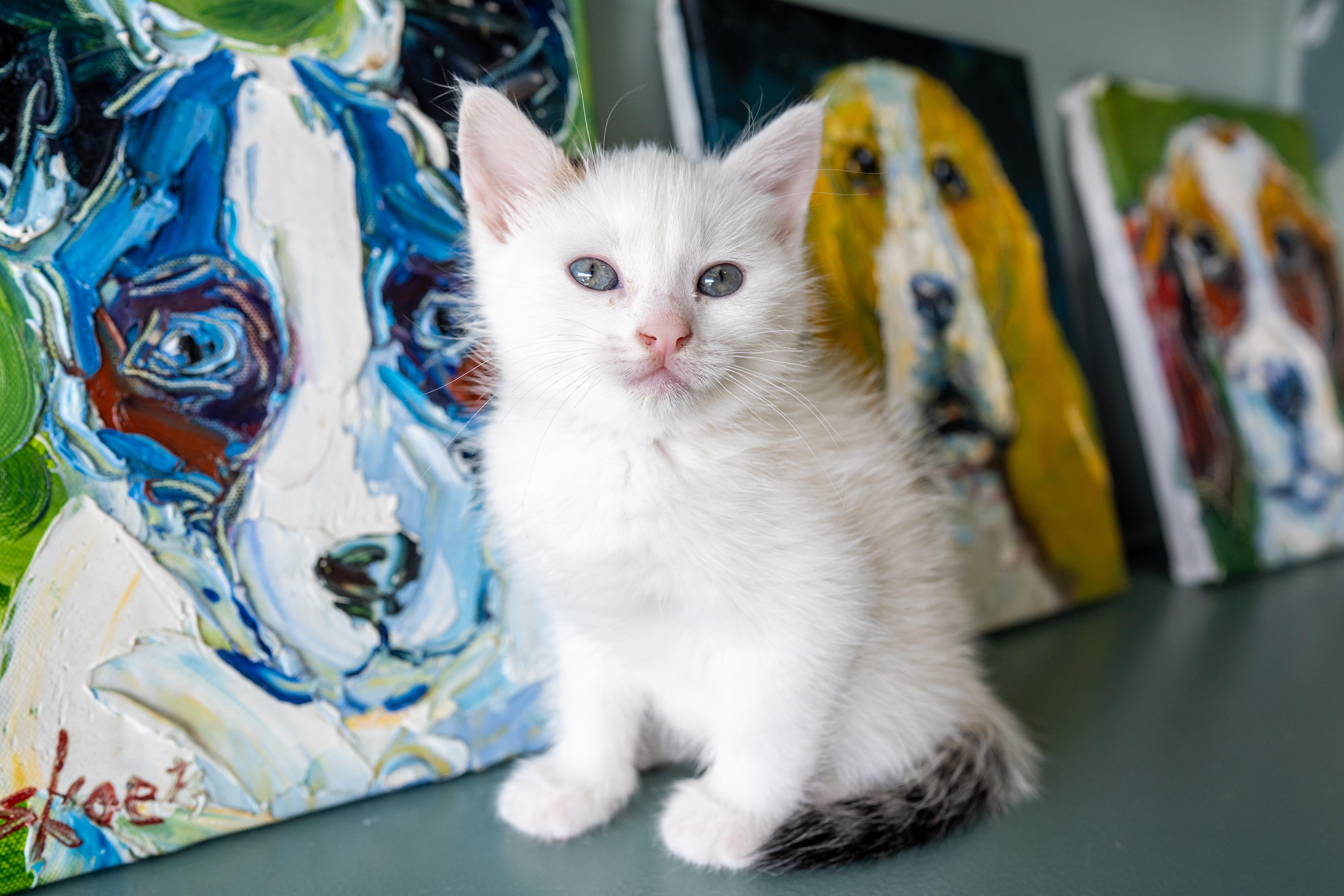 Caribou, adopted, Kitten Female Domestic Short Hair.