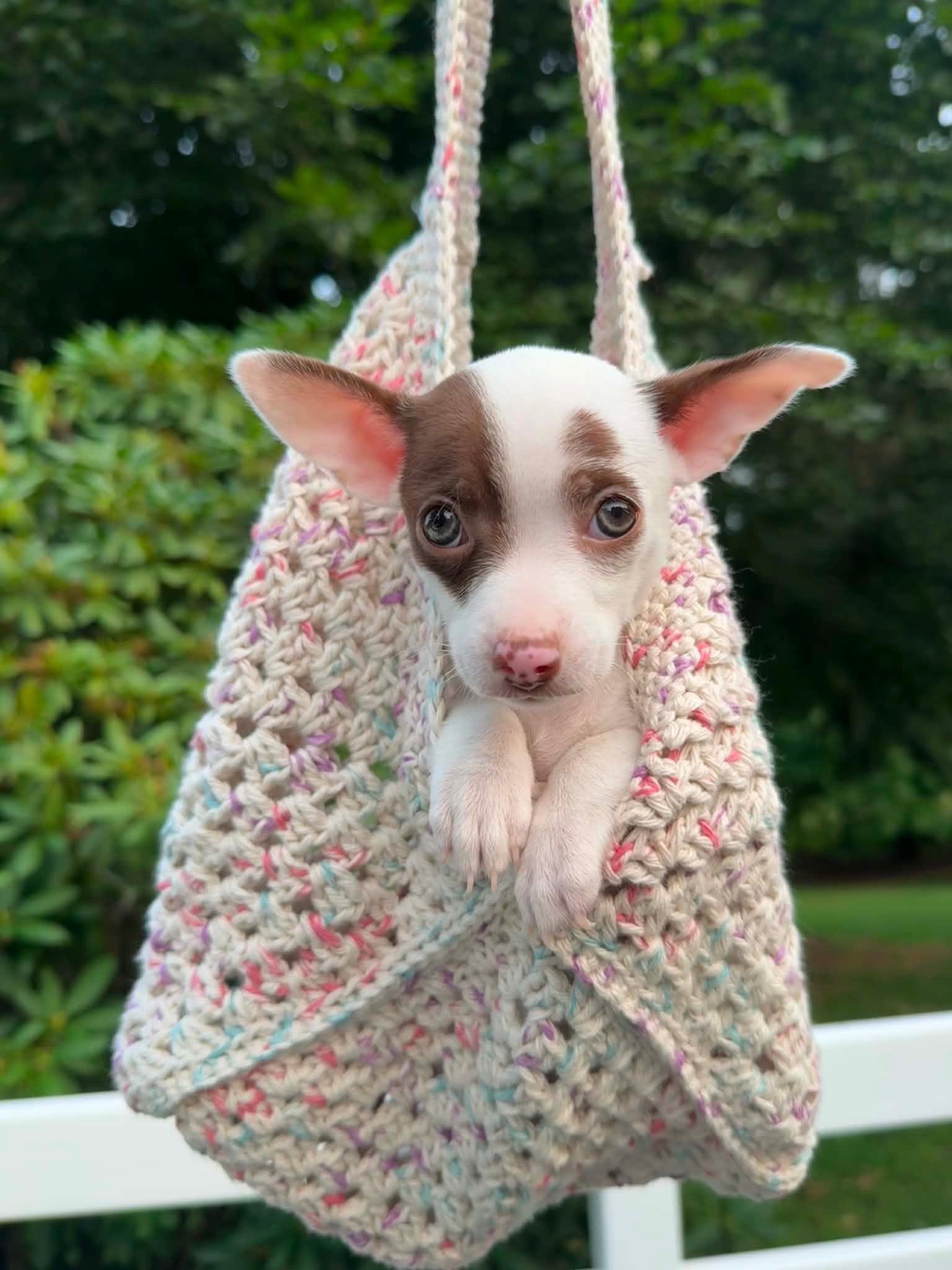Enlarge Phoebe, a ADOPTABLE Chihuahua in Silver Spring, MD image 2/4