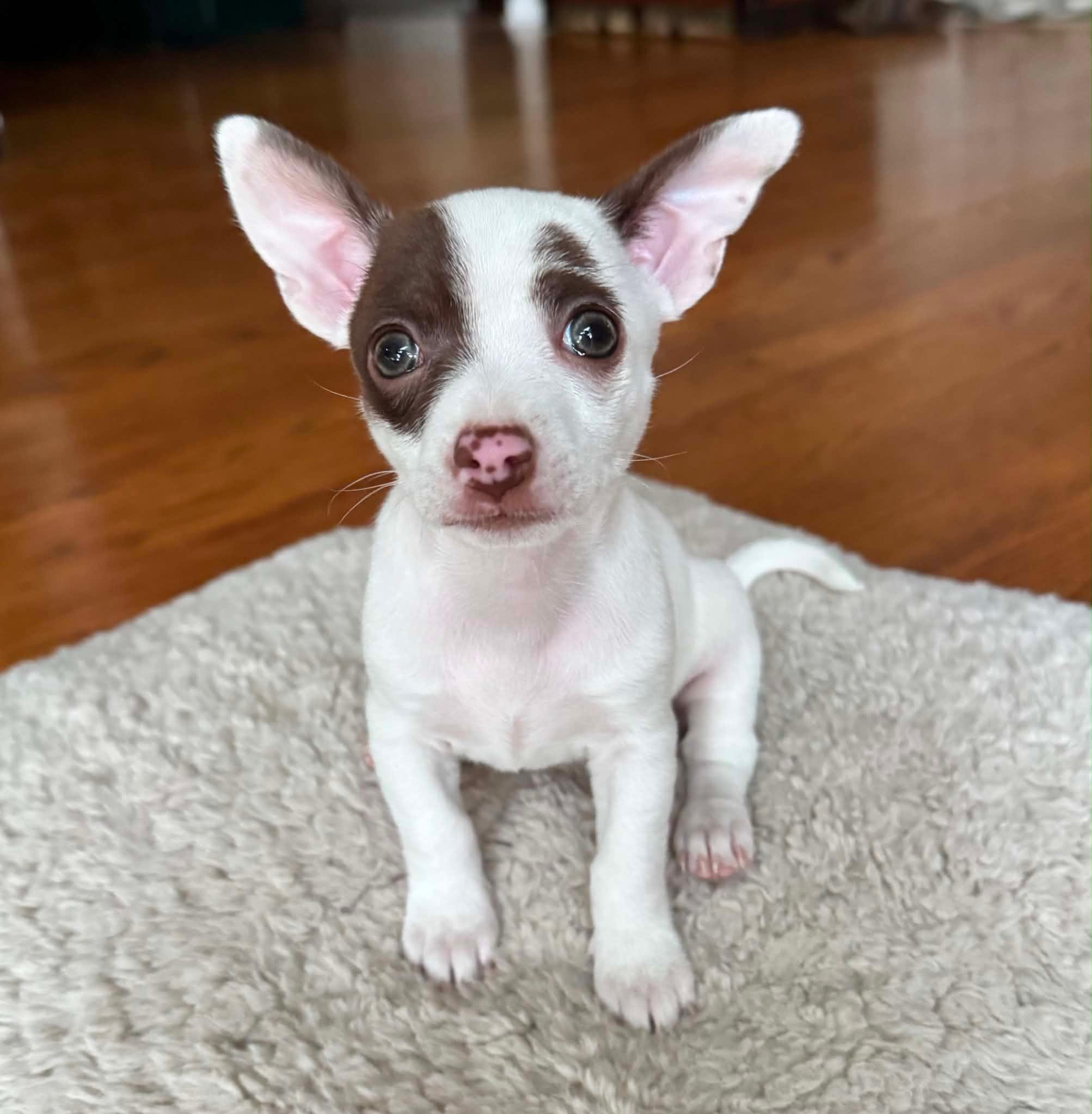 Enlarge Phoebe, a ADOPTABLE Chihuahua in Silver Spring, MD image 1/4