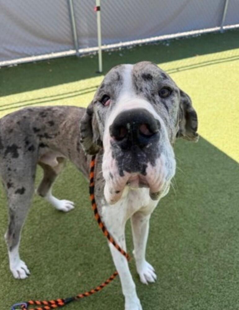 Barry, Adoptable, Adult Male Great Dane.
