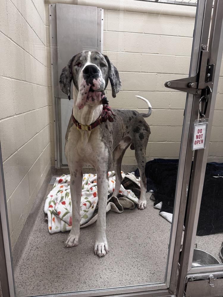 Enlarge Barry, a Adoptable Great Dane in Oswego, IL image 2/3