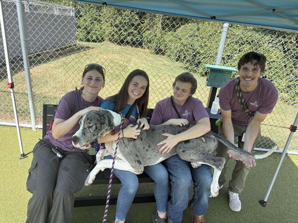 Enlarge Barry, a Adoptable Great Dane in Oswego, IL image 3/3
