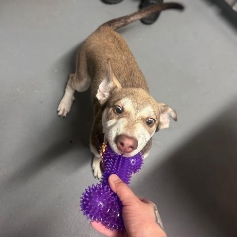 Enlarge Stewie, a Adoptable mixed breed in Ashland, VA image 3/3