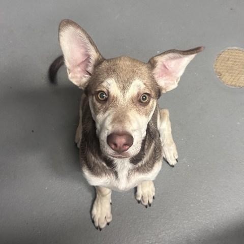 Enlarge Stewie, a Adoptable mixed breed in Ashland, VA image 2/3