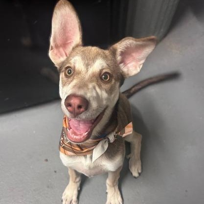 Stewie, Adoptable, Young Male Husky.