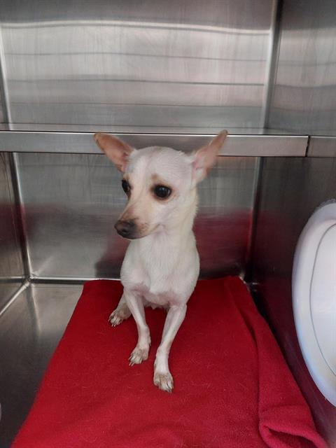 HOT T, Adoptable, Young Female Chihuahua.
