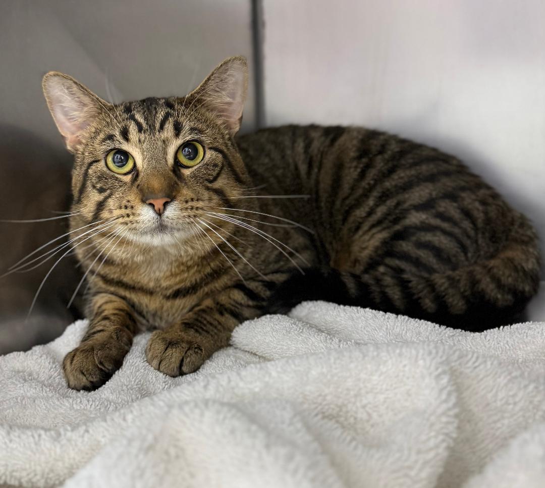 Biloxi, ADOPTABLE, Adult Male Domestic Short Hair.