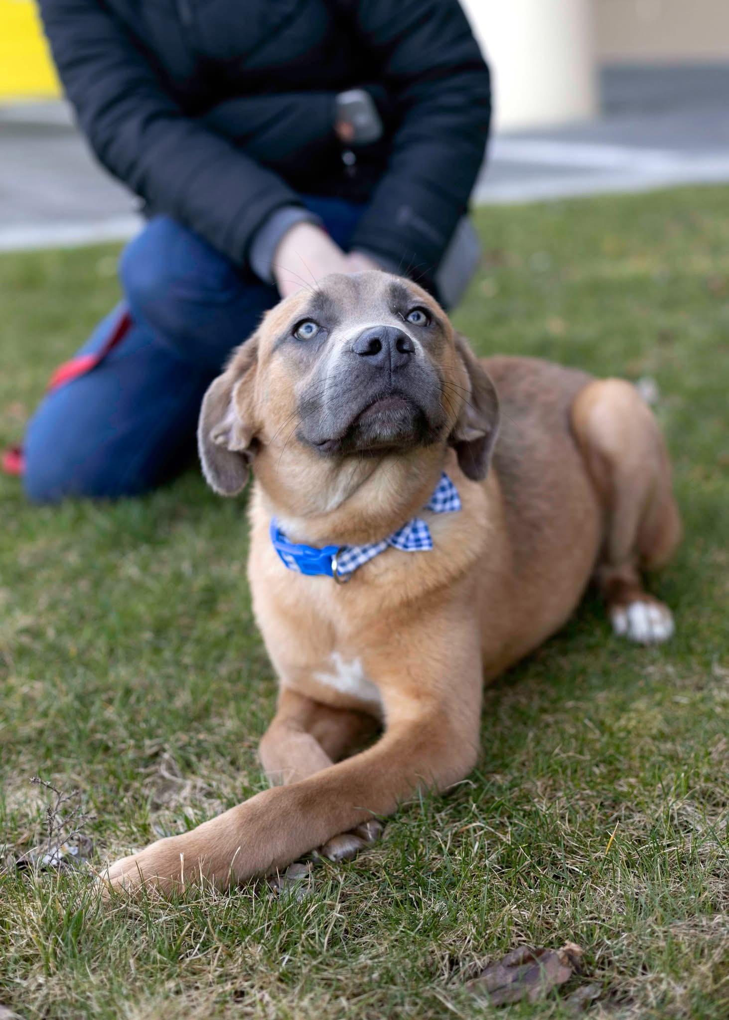 Compass-FOSTER OR ADOPTIVE HOME NEEDED photo 1