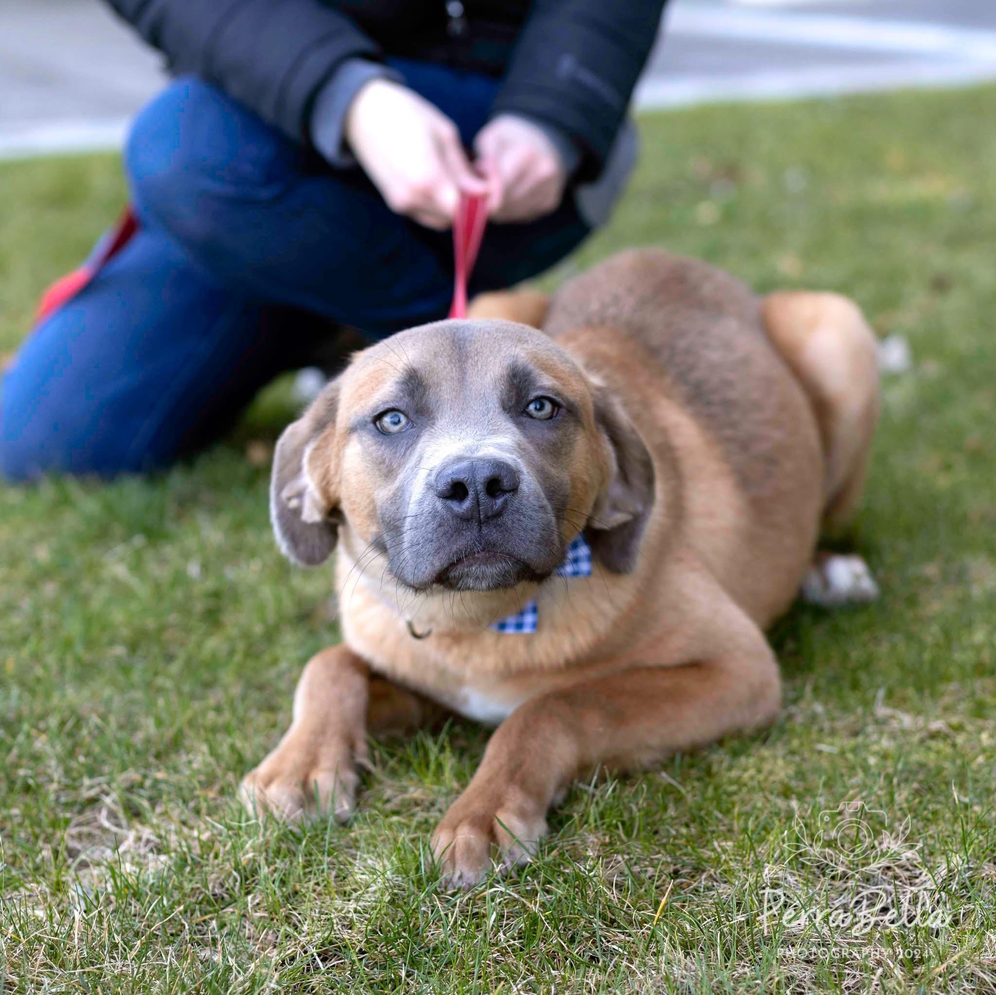 Compass-FOSTER OR ADOPTIVE HOME NEEDED photo 3