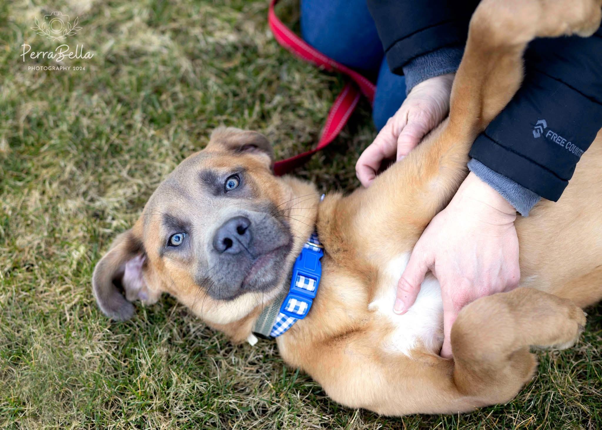 Compass-FOSTER OR ADOPTIVE HOME NEEDED photo 2