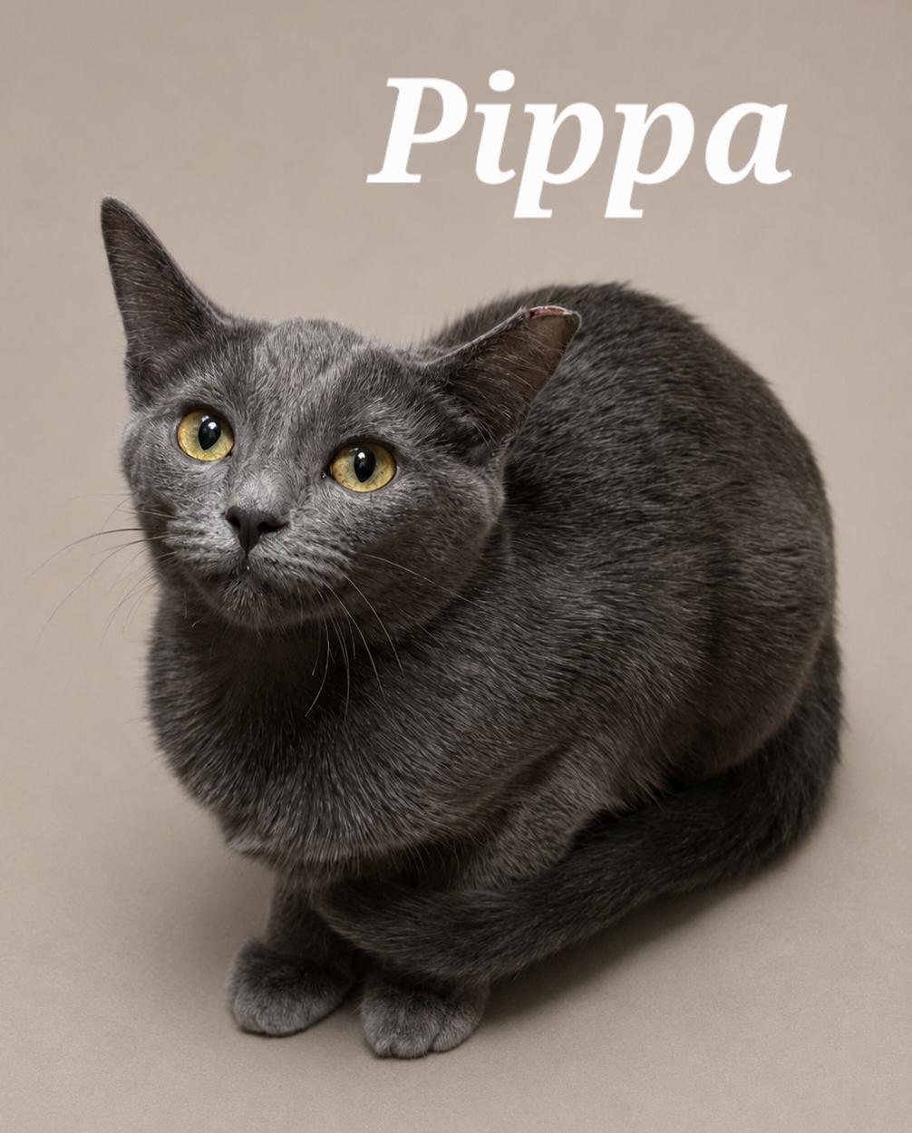 Enlarge Pippa, a ADOPTABLE Domestic Short Hair in Monroeville, PA image 2/2