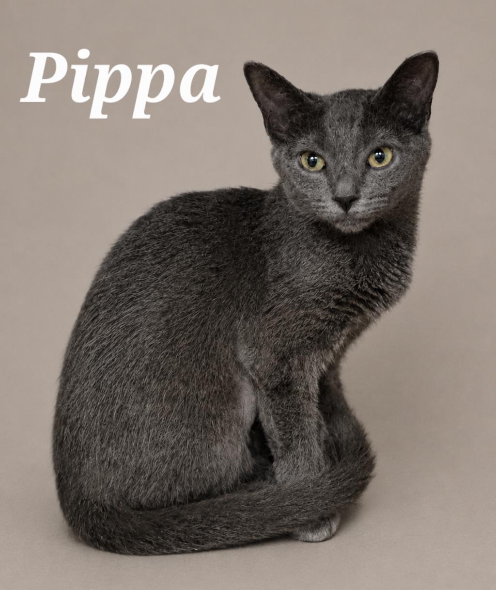 Pippa, ADOPTABLE, Kitten Female Domestic Short Hair.
