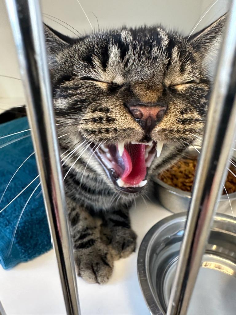 Enlarge Jasper, a Adoptable mixed breed in Greenfield, IN image 1/2