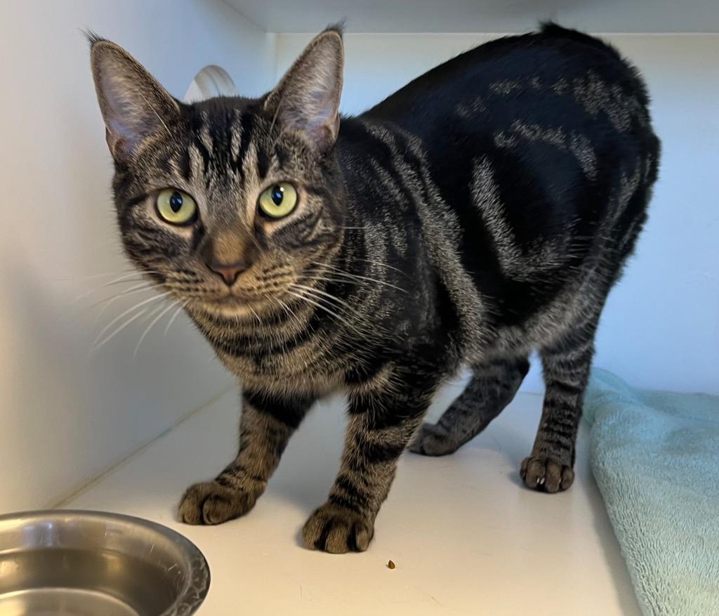 Enlarge Jasper, a Adoptable mixed breed in Greenfield, IN image 2/2