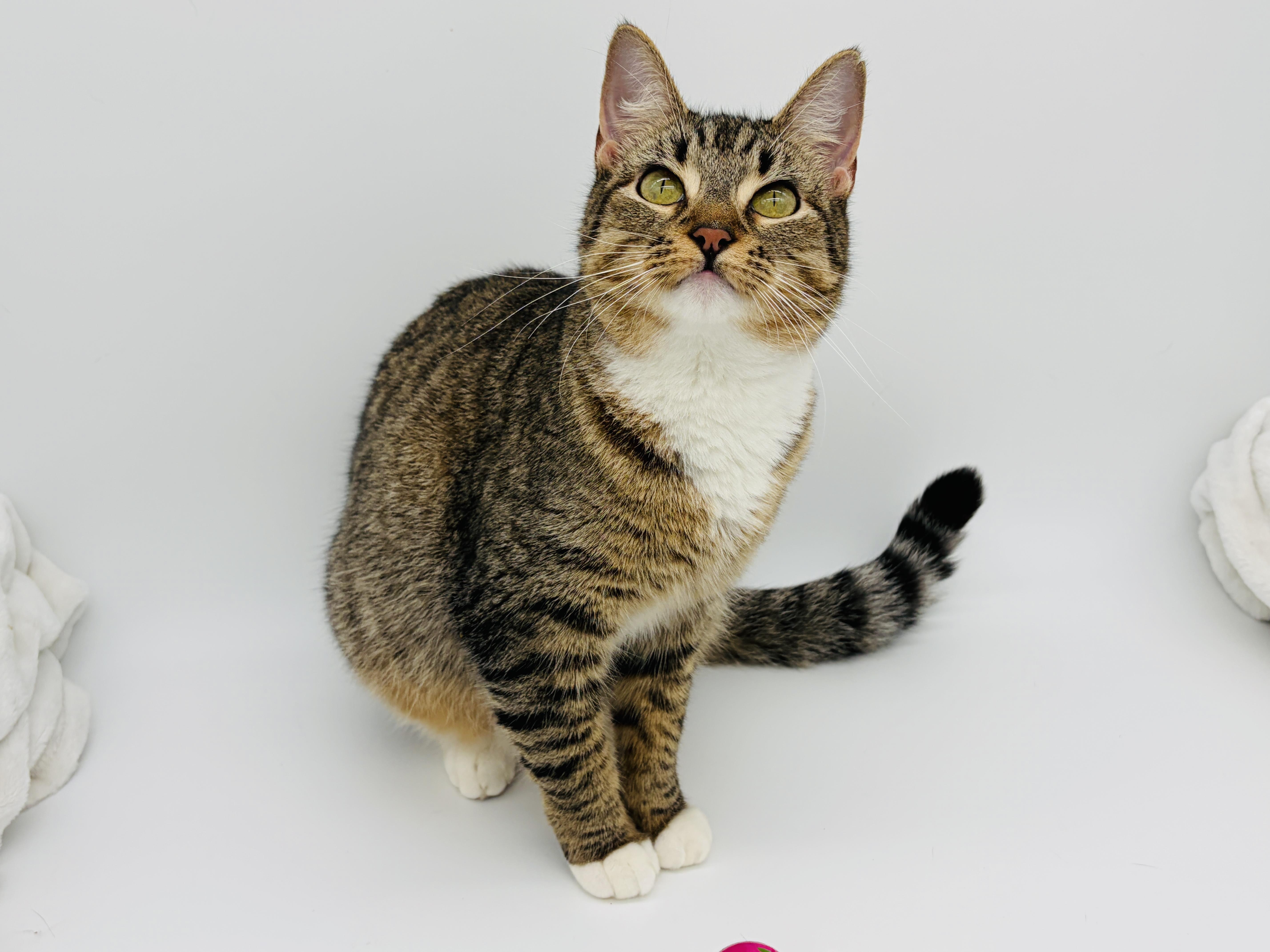 Enlarge Bittie, a Adoptable Domestic Short Hair in Enfield, CT image 1/4