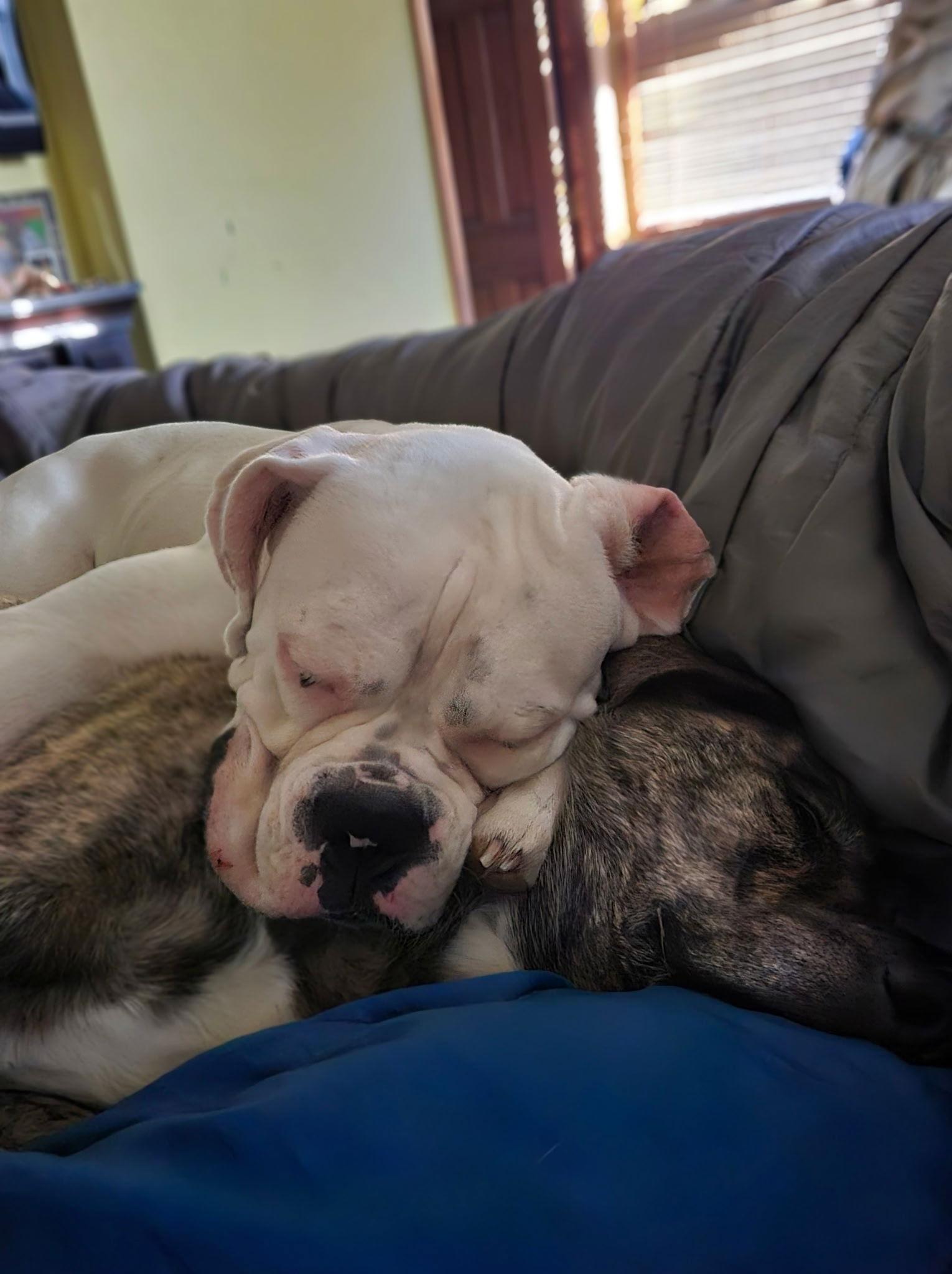 Charlie *DEAF*, Adoptable, Adult Male Boxer.