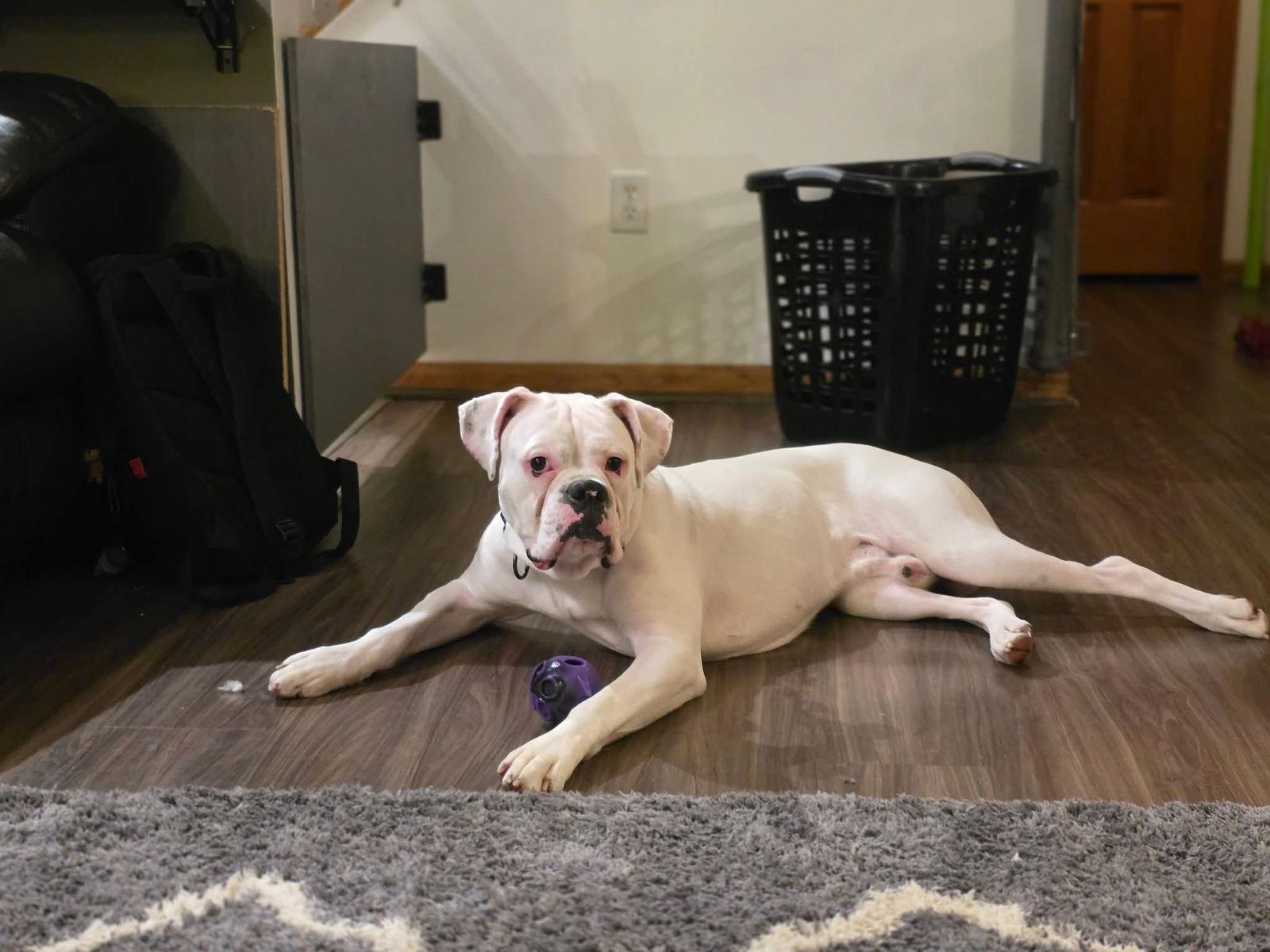 Charlie *DEAF*, a Adoptable Boxer in Woodbury, MN image 2/3