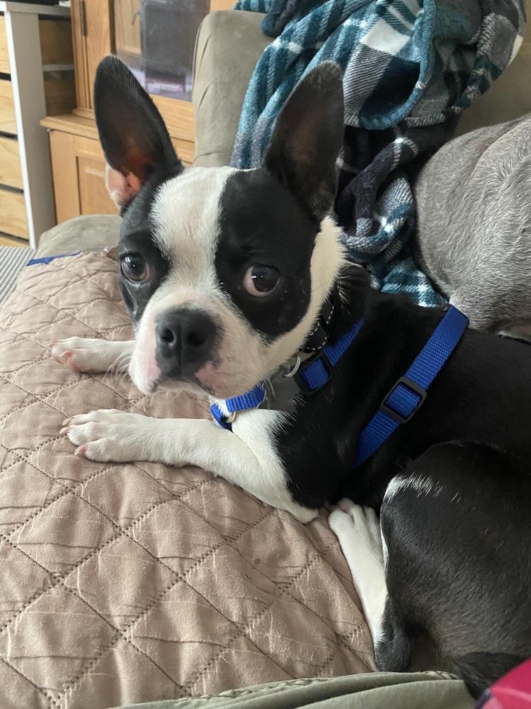 Abbie Brandon-4605 Stamping Ground, KY, Adoptable, Puppy Female Boston Terrier.