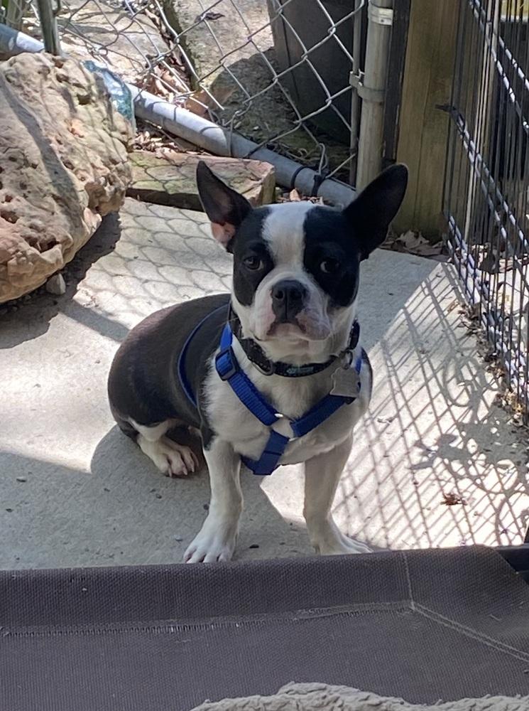 Enlarge Abbie Brandon-4605 Stamping Ground, KY, a Adoptable mixed breed in Maryville, TN image 2/5