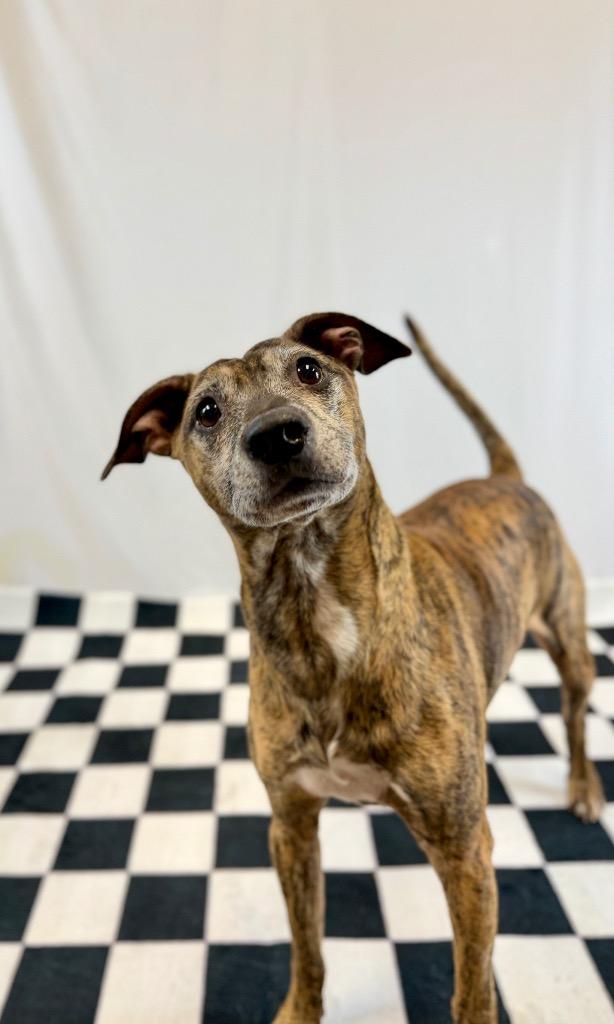 Enlarge Randy, a Adoptable mixed breed in Muskegon, MI image 1/5