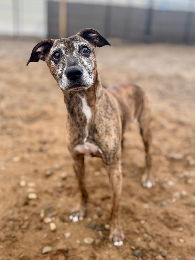 Enlarge Randy, a Adoptable mixed breed in Muskegon, MI image 2/5