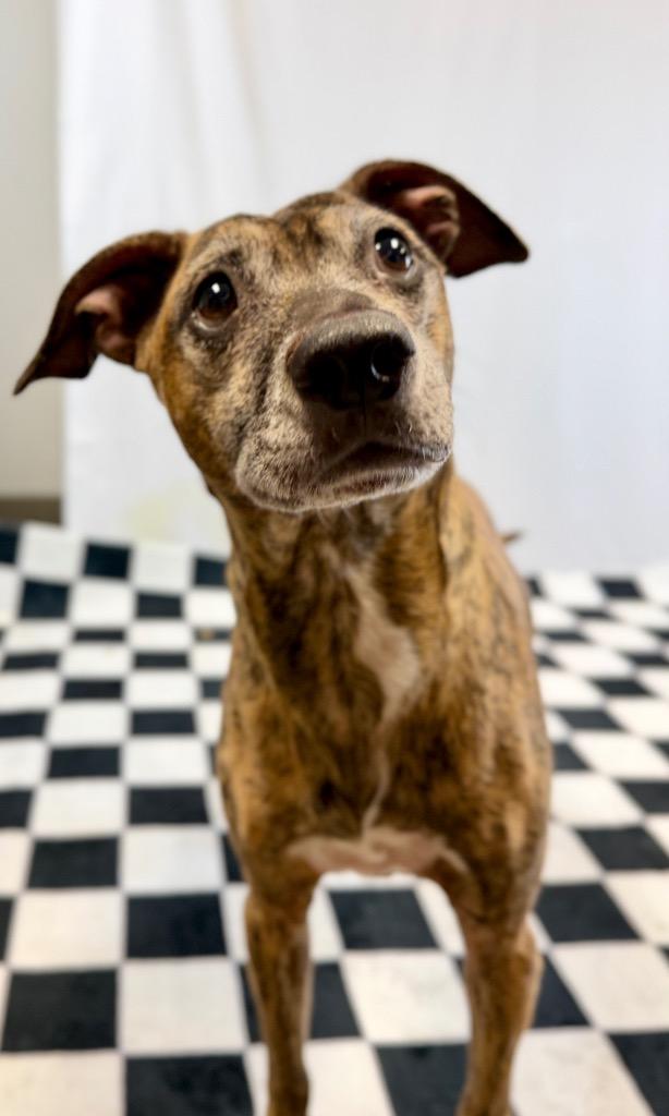 Enlarge Randy, a Adoptable mixed breed in Muskegon, MI image 3/5