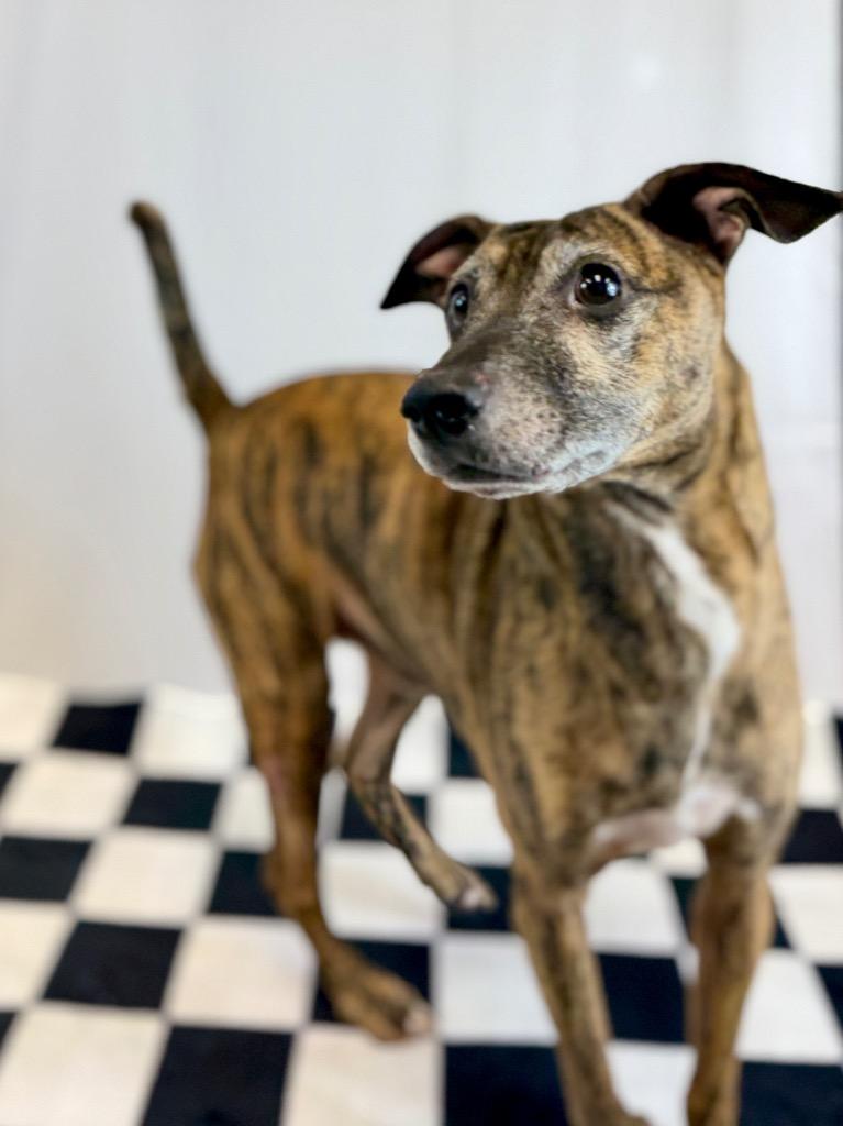 Enlarge Randy, a Adoptable mixed breed in Muskegon, MI image 5/5