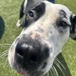 Enlarge Sugar, a ADOPTABLE mixed breed in Hilliard, OH image 1/1