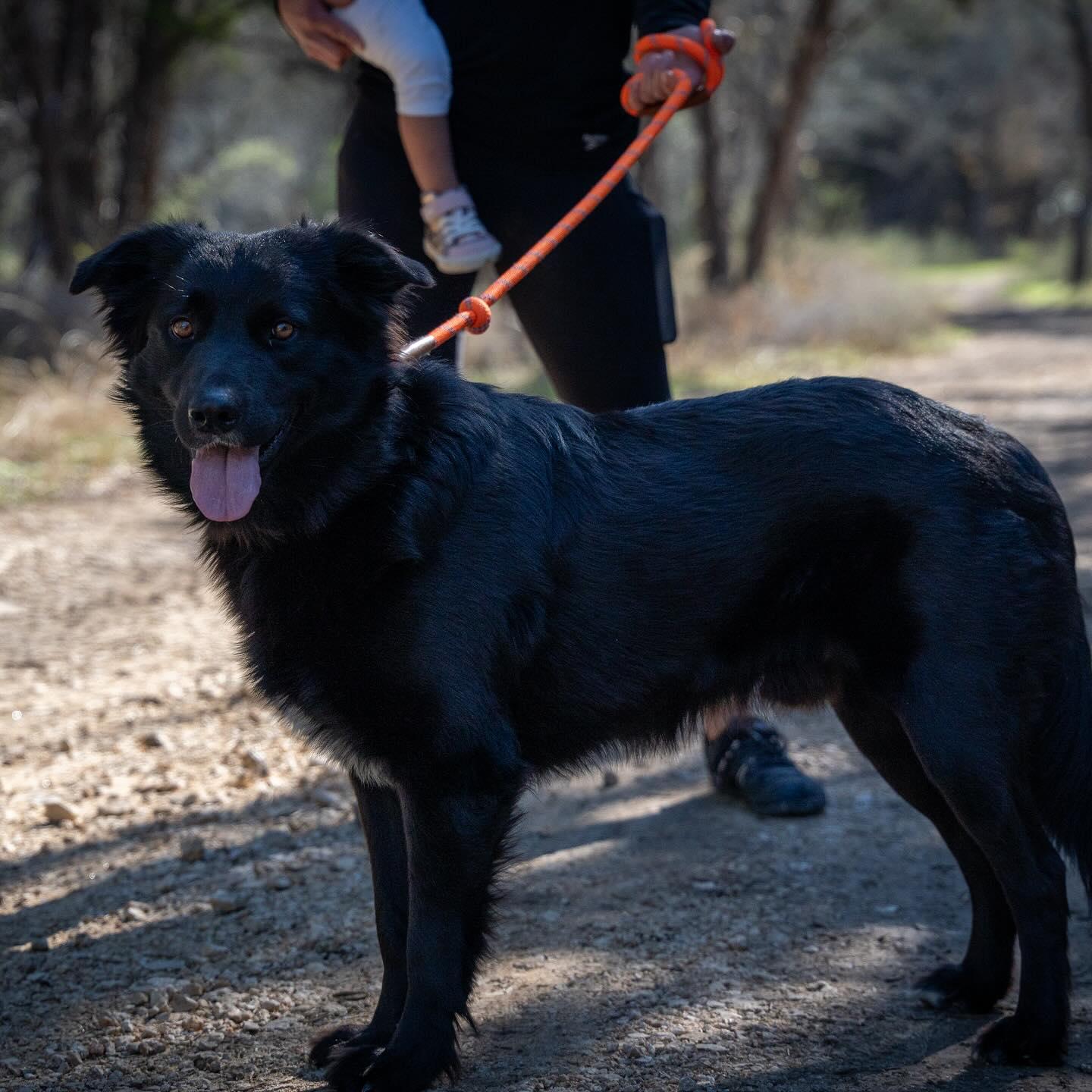 Onyx, a Adopted mixed breed in Buda, TX image 1/3