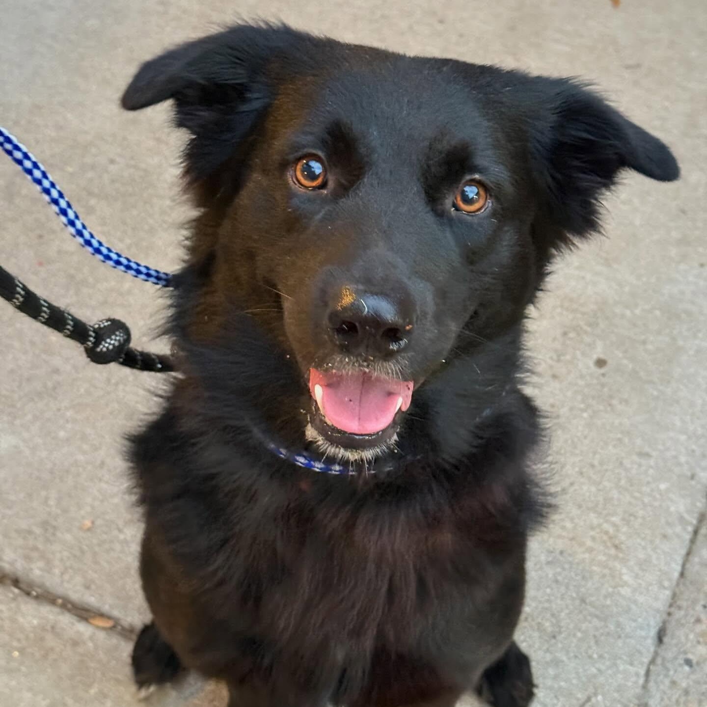 Onyx, a Adopted mixed breed in Buda, TX image 2/3