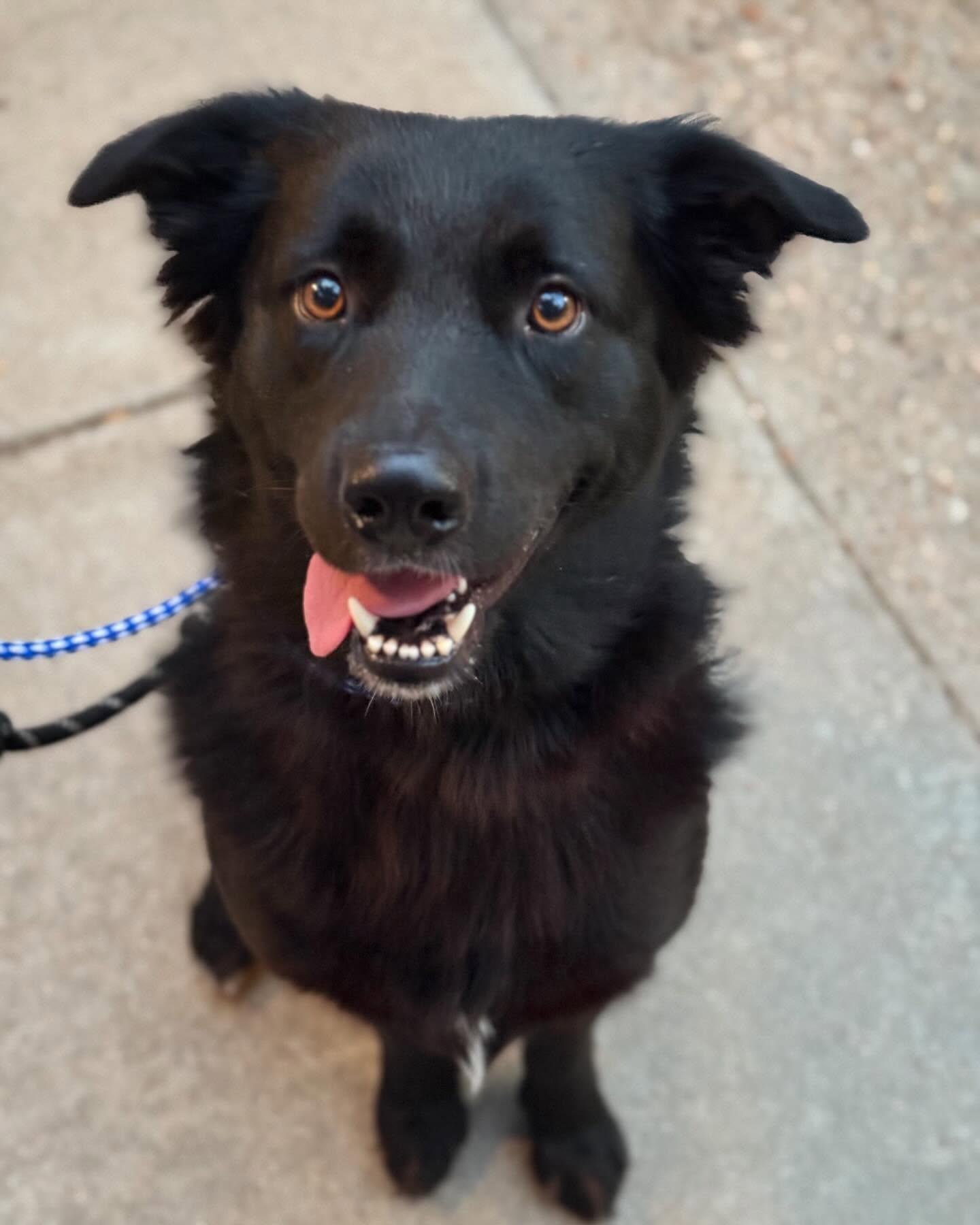Onyx, a Adopted mixed breed in Buda, TX image 3/3