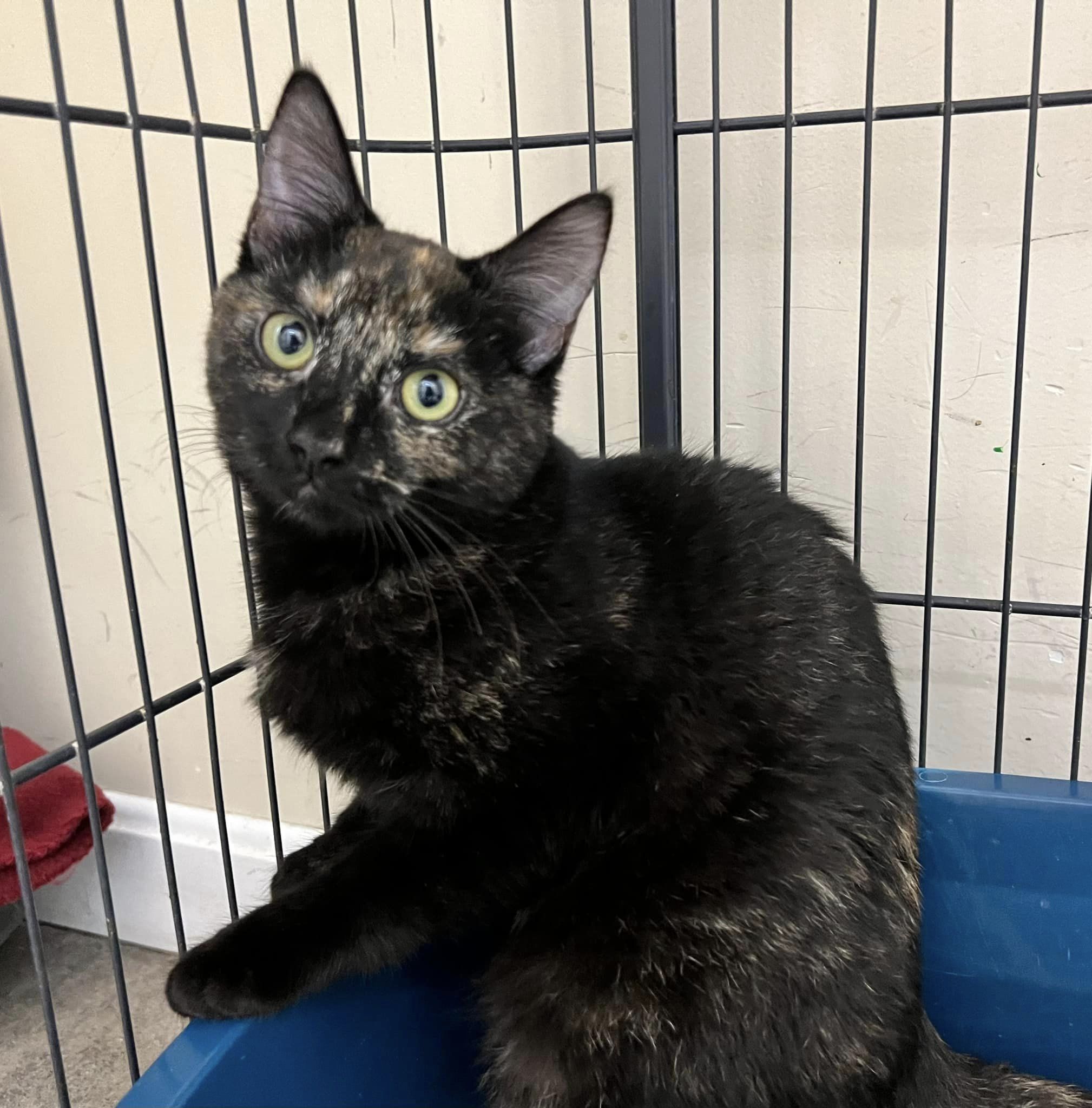 Cat for adoption Low Tide, a Domestic Short Hair in Winthrop, ME