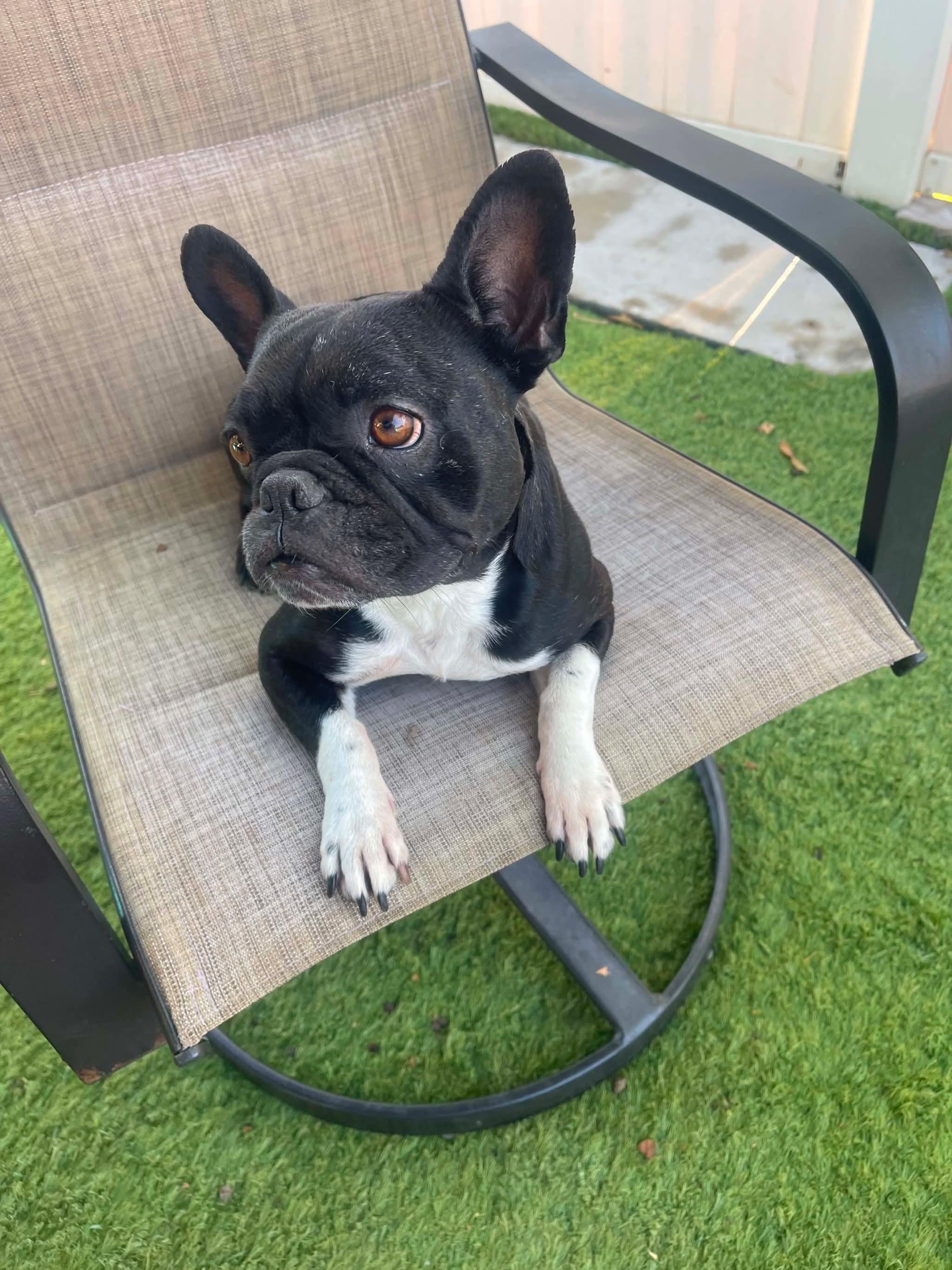 Enlarge Gypsy, a Adoptable French Bulldog in Tarzana, CA image 5/5