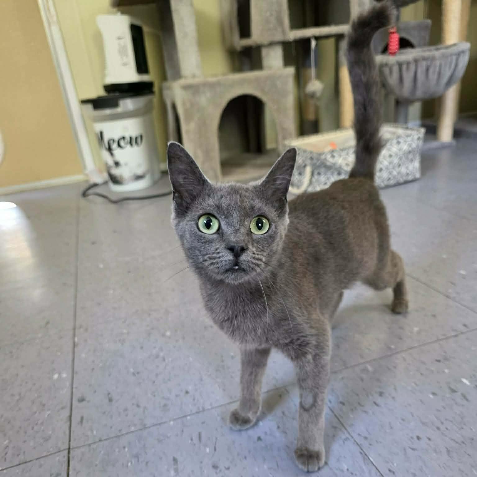 Enlarge Lyn, an adopted Domestic Short Hair in Umatilla, FL image 1/4