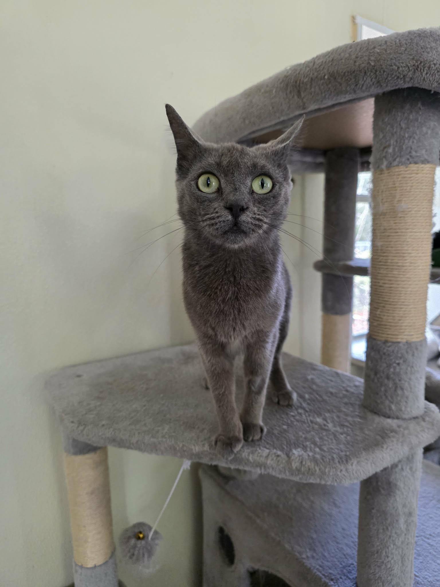 Enlarge Lyn, an adopted Domestic Short Hair in Umatilla, FL image 3/4