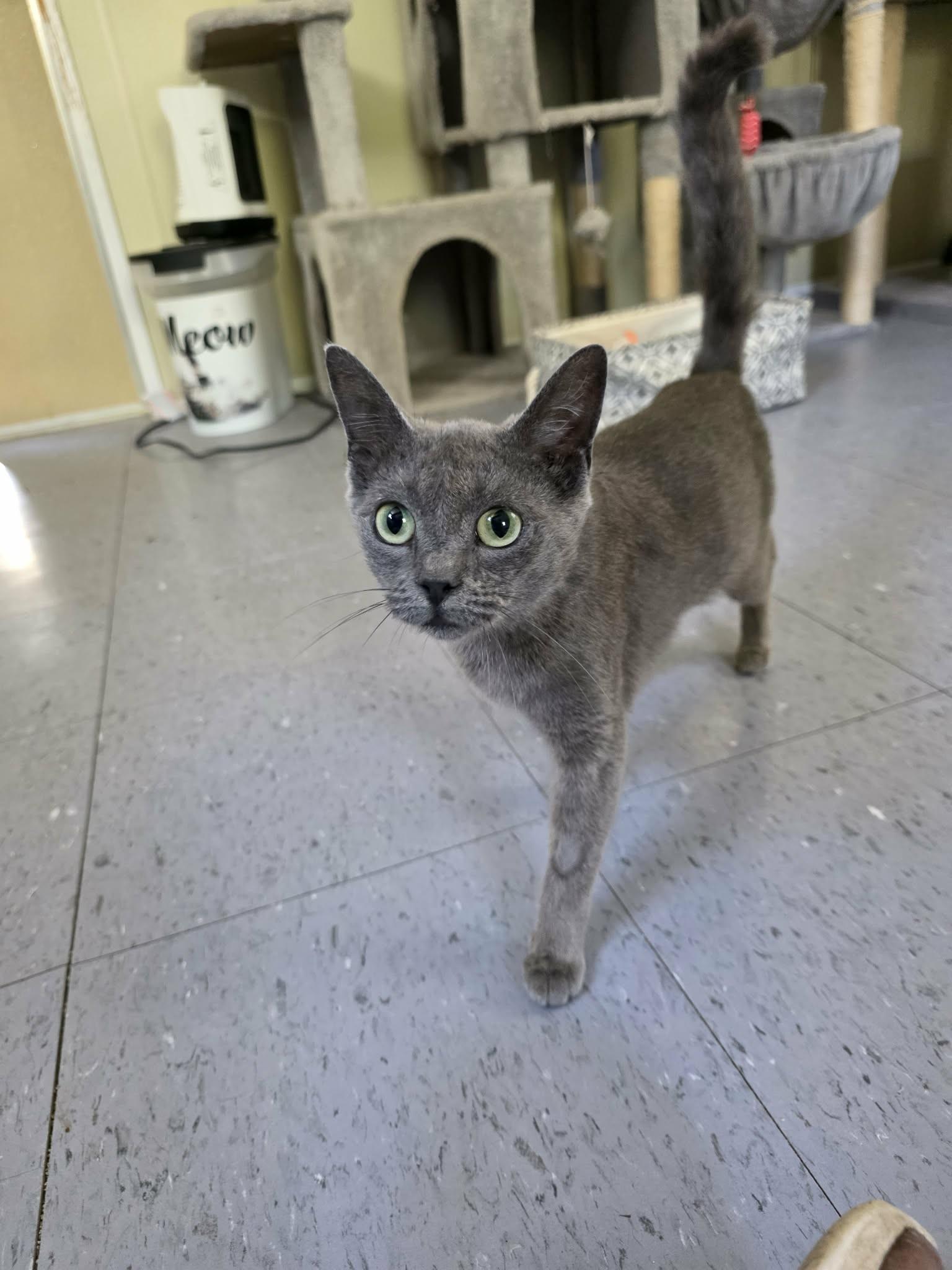 Enlarge Lyn, an adopted Domestic Short Hair in Umatilla, FL image 4/4