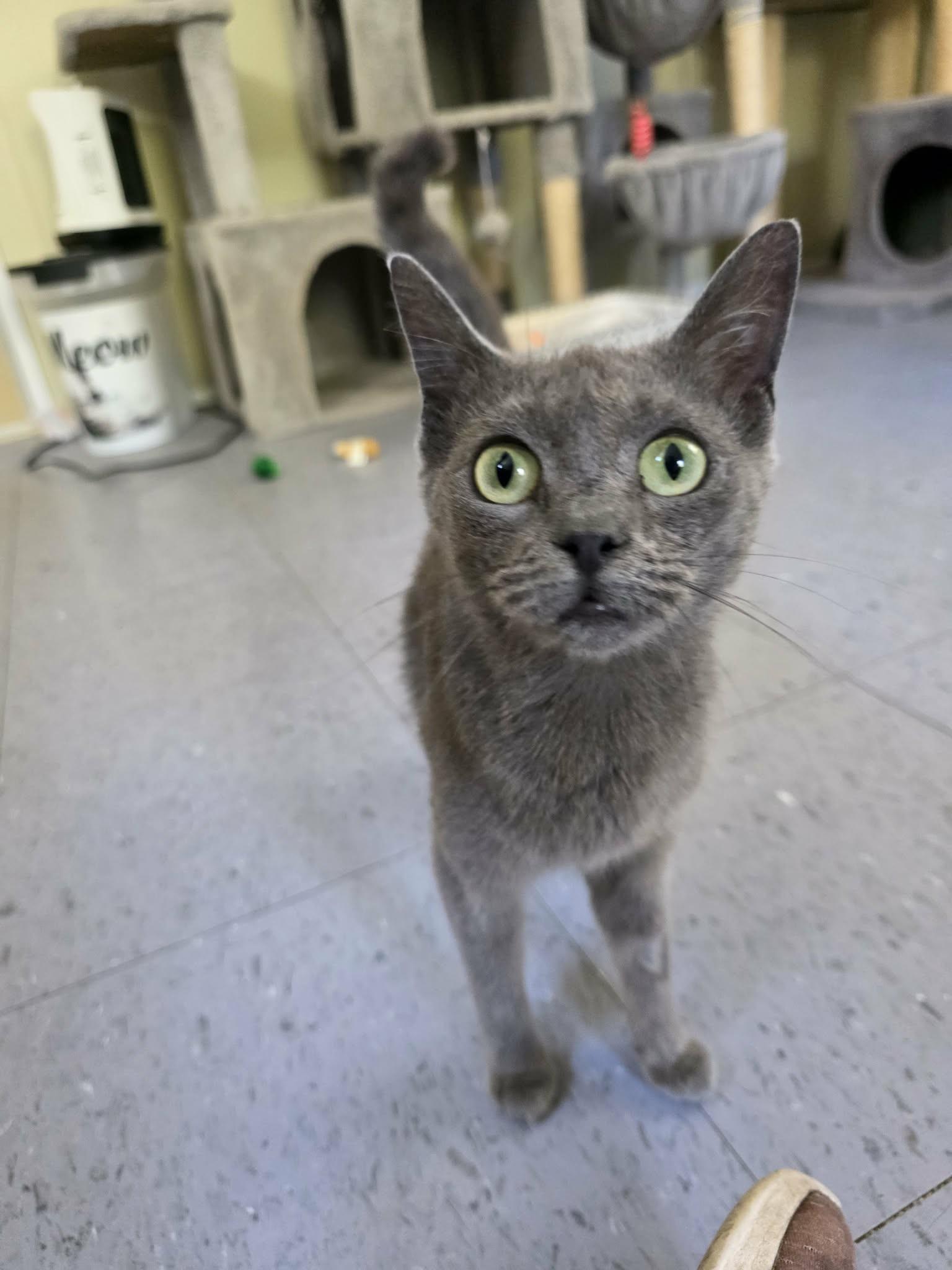 Enlarge Lyn, an adopted Domestic Short Hair in Umatilla, FL image 2/4