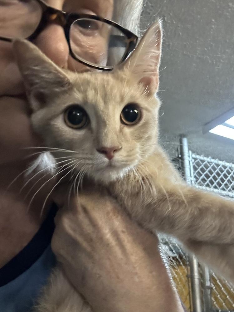 Enlarge Enchilda, a Adoptable mixed breed in Ellijay, GA image 1/2