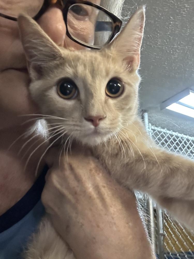 Enlarge Enchilda, a Adoptable mixed breed in Ellijay, GA image 2/2