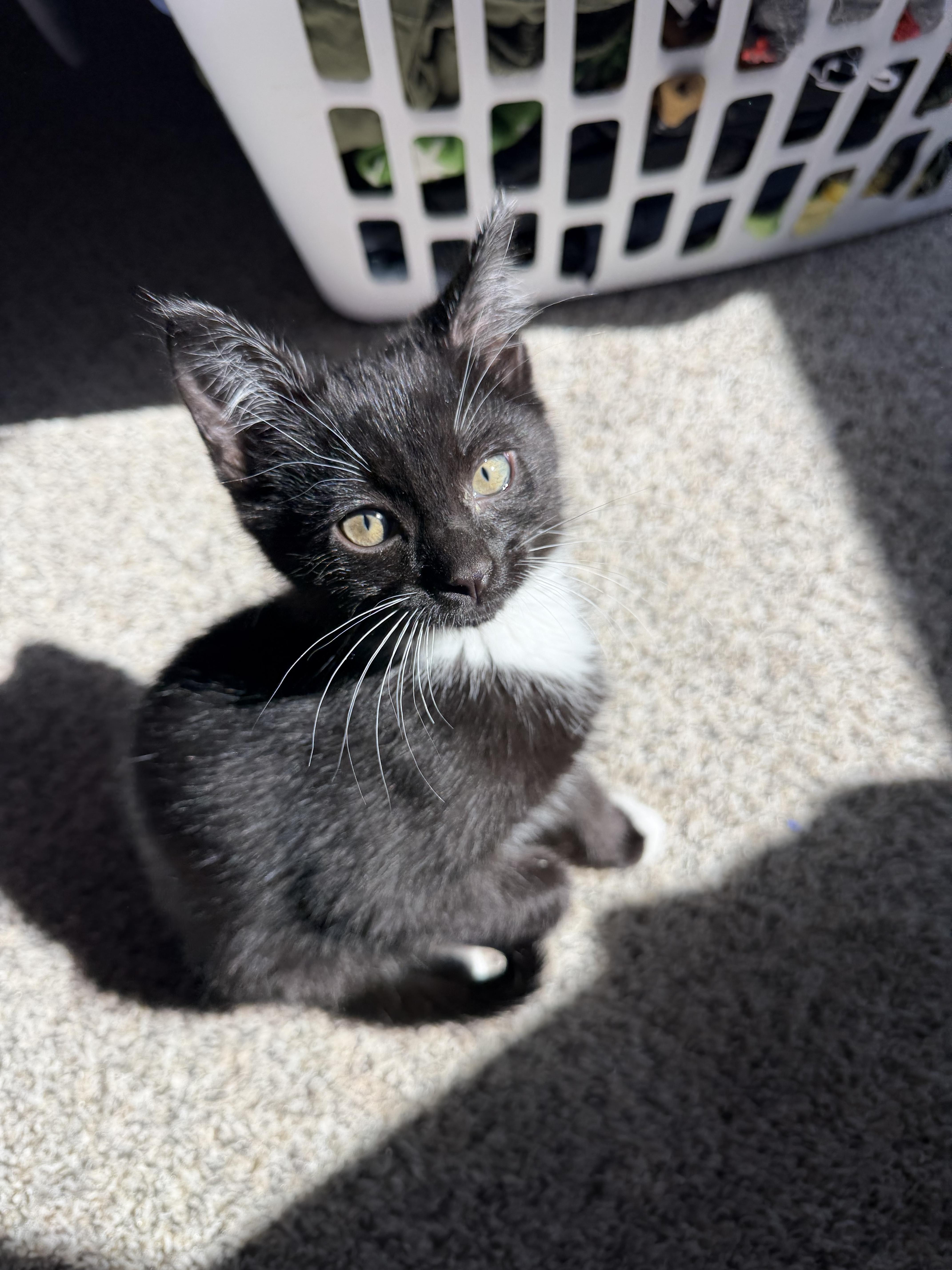 Sylvester !, a Adoptable Domestic Short Hair in Rio Linda, CA image 1/5