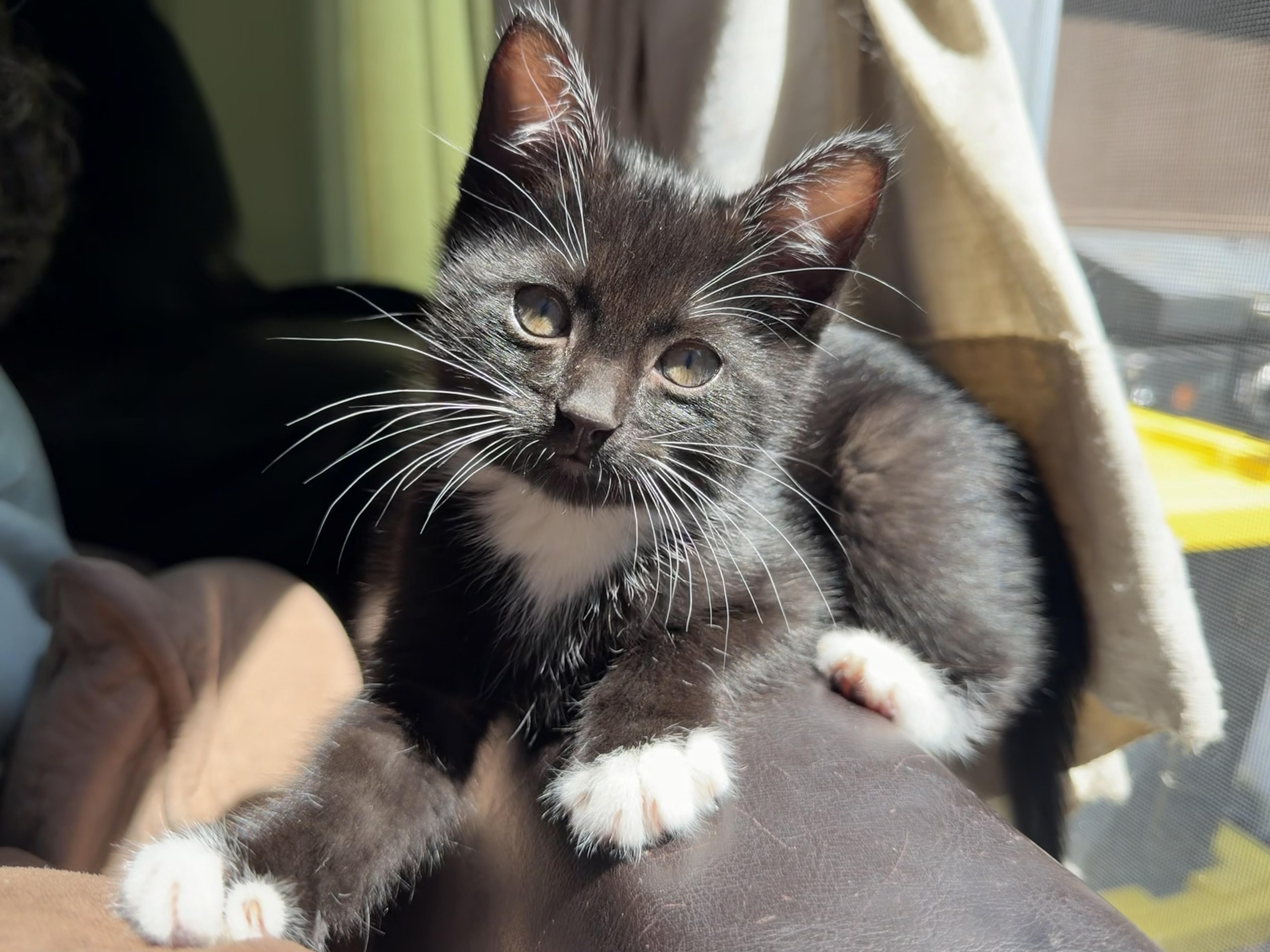 Sylvester !, a Adoptable Domestic Short Hair in Rio Linda, CA image 2/5