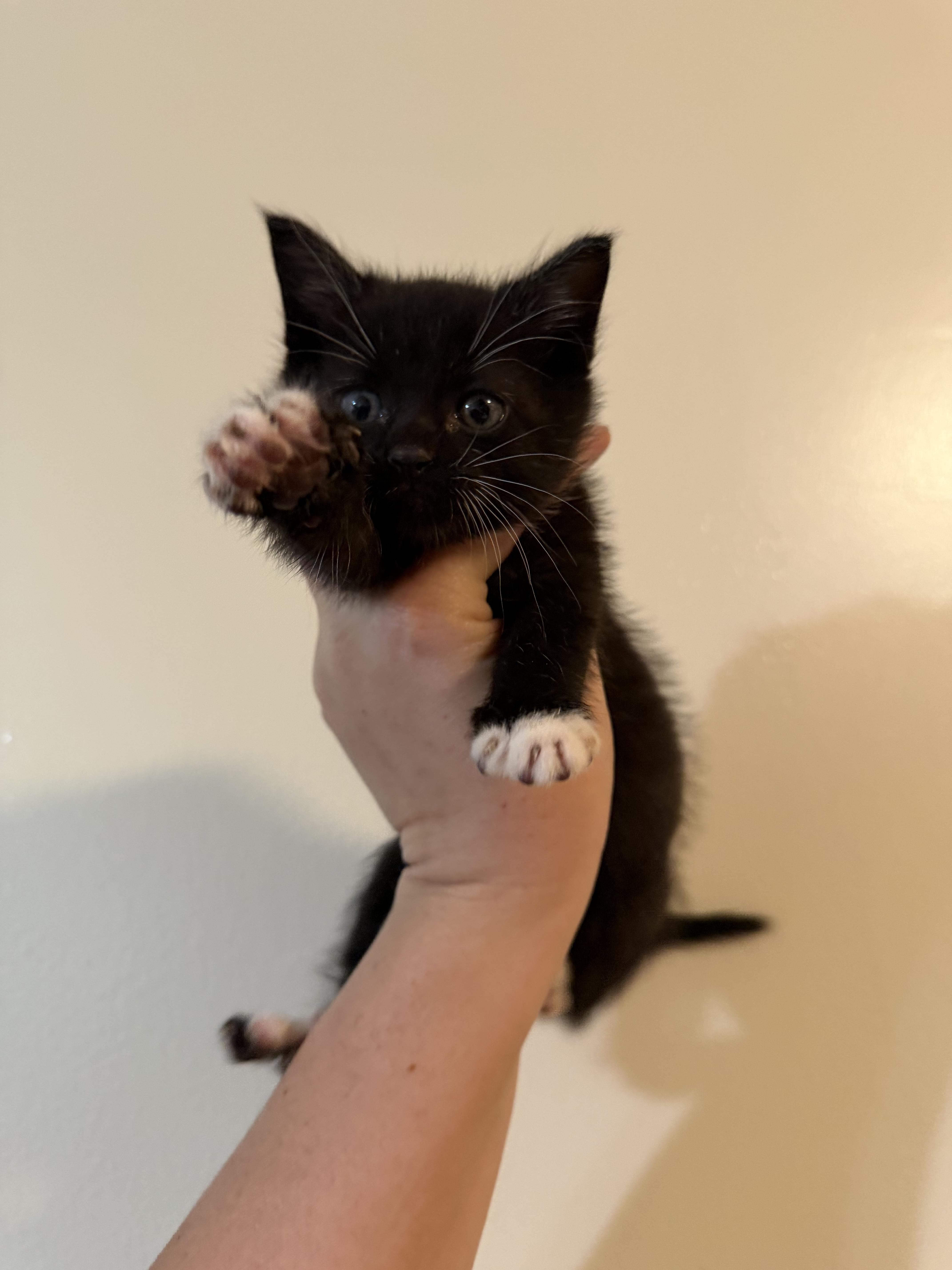 Sylvester !, a Adoptable Domestic Short Hair in Rio Linda, CA image 3/5