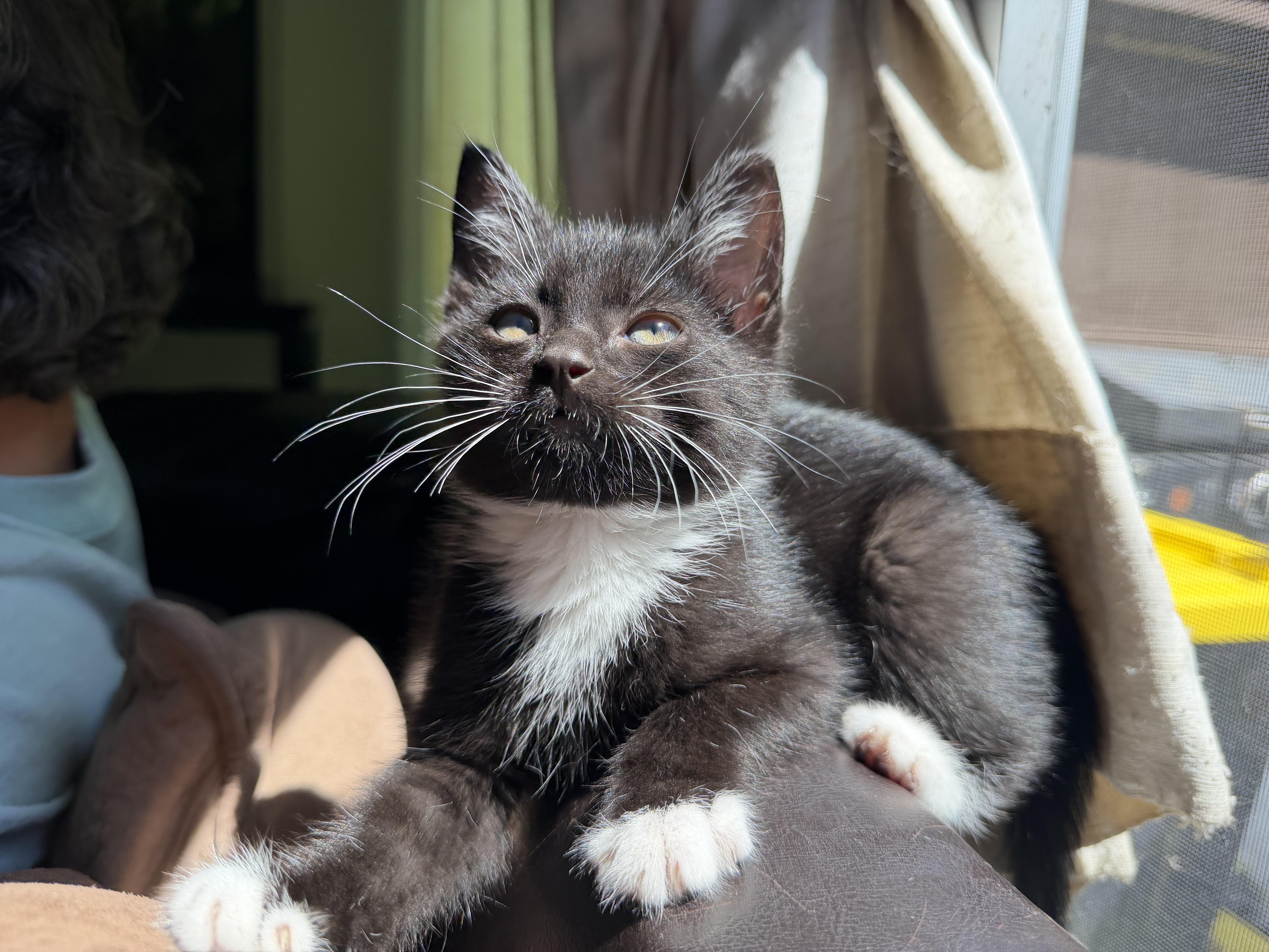 Sylvester !, a Adoptable Domestic Short Hair in Rio Linda, CA image 4/5
