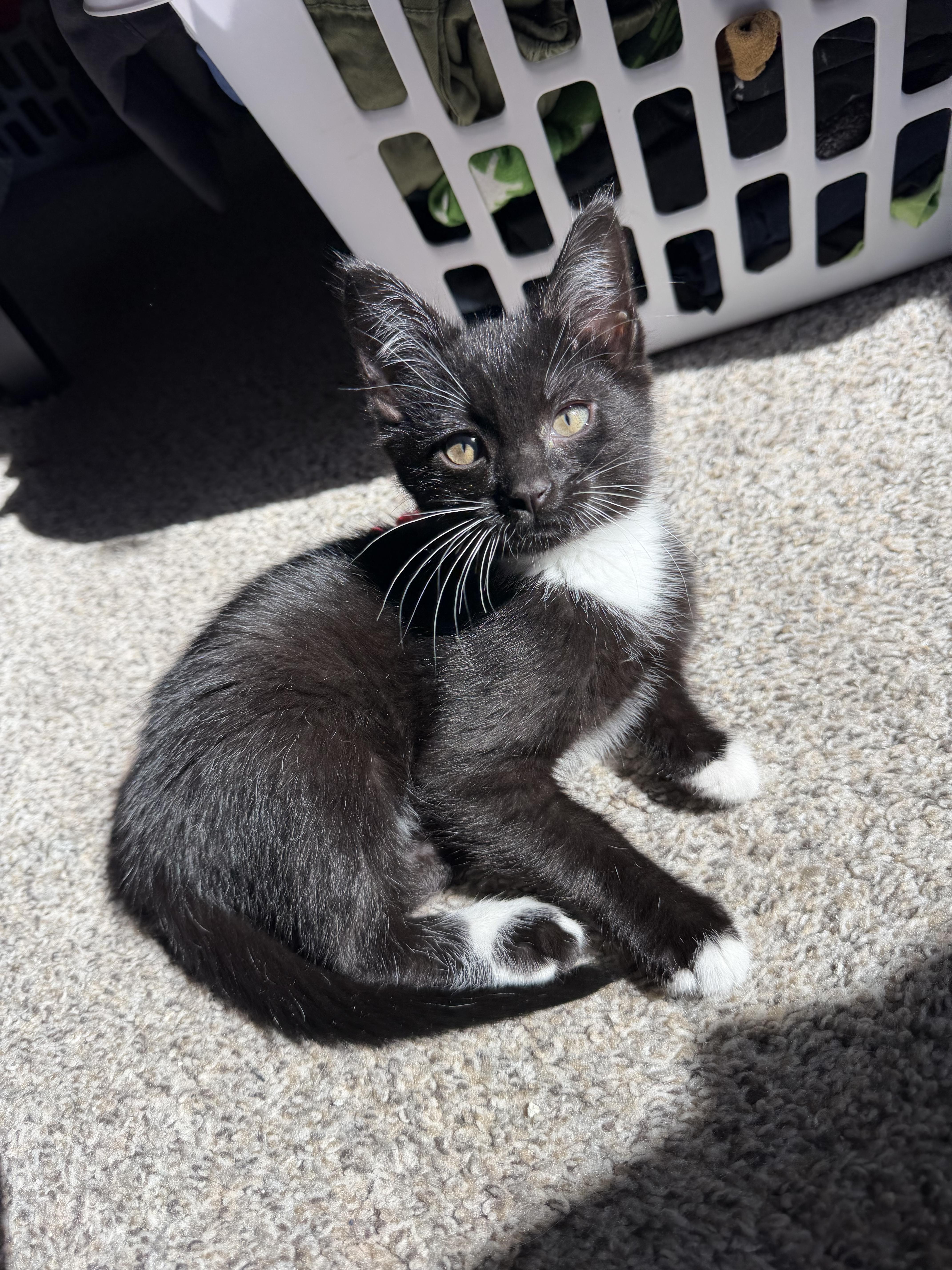Sylvester !, a Adoptable Domestic Short Hair in Rio Linda, CA image 5/5