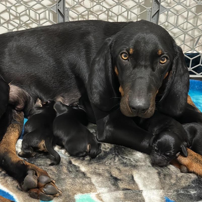 Enlarge Dean, an adopted mixed breed in Stokesdale, NC image 2/2